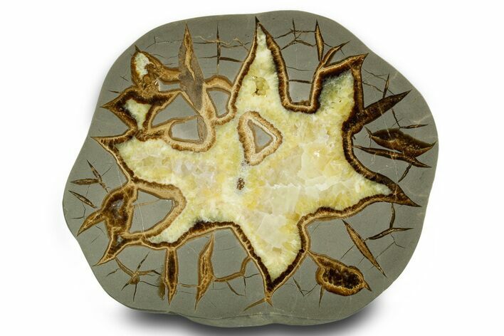 Polished Septarian Slab - Utah #378486